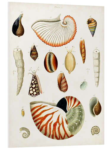 Foam board print Antique Shell Collection I