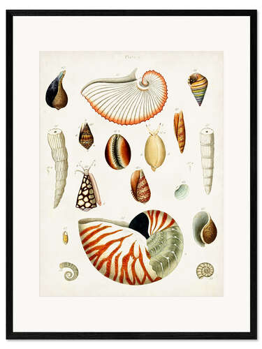 Framed art print Antique Shell Collection I