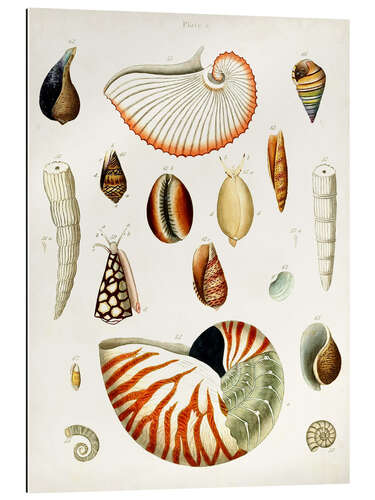 Galleriprint Antique Shell Collection I