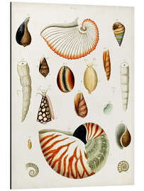 Magnettafel Antike Muschelsammlung I