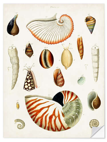 Wall sticker Antique Shell Collection I