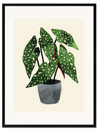 Gerahmter Kunstdruck Begonia Maculata Pflanze