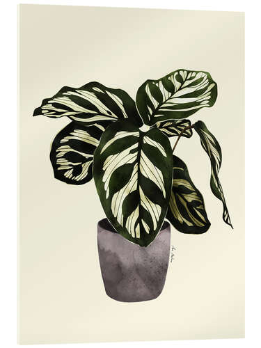 Acrylglasbild Calathea-Pflanze