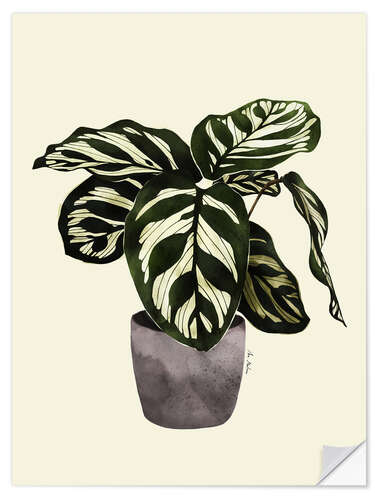 Vinilo para la pared Calathea plant