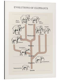 Tableau en aluminium Evolutions of elephants