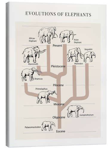 Leinwandbild Die Entwicklung des Elefanten