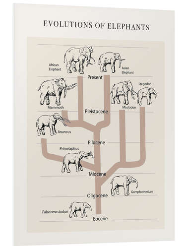 PVC print Evolutions of elephants