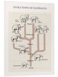 Foam board print Evolutions of elephants