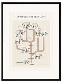 Gerahmter Kunstdruck Die Entwicklung des Elefanten