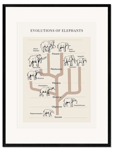 Plakat artystyczny premium w ramie Evolutions of elephants