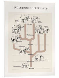 Gallery print Evolutions of elephants