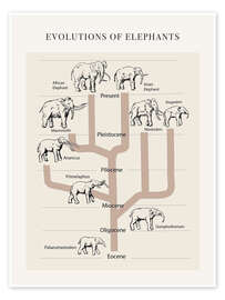 Póster Evolutions of elephants
