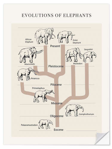 Wandsticker Die Entwicklung des Elefanten