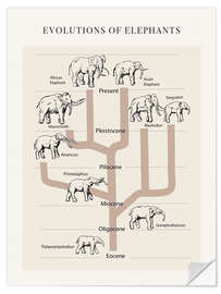 Selvklebende plakat Evolutions of elephants