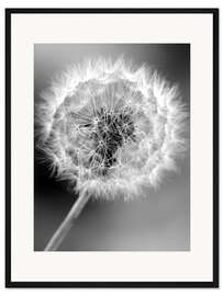 Gerahmter Kunstdruck Pusteblume monochrom