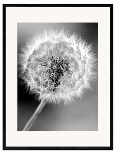 Impression artistique encadrée Pissenlit monochrome