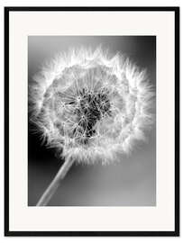 Impression artistique encadrée Pissenlit monochrome