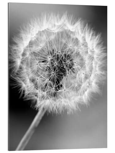 Gallery print Paardenbloem monochroom