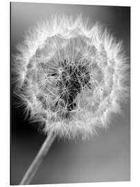 Magnettafel Pusteblume monochrom