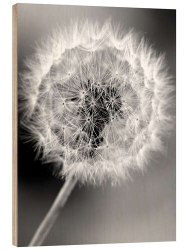 Holzbild Pusteblume monochrom