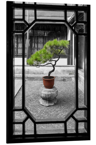 Aluminiumsbilde Bonsai tree