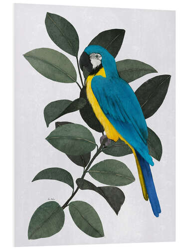 Foam board print Blue parrot