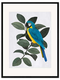 Ingelijste kunstdruk Blue parrot