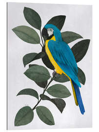 Gallery print Blue parrot