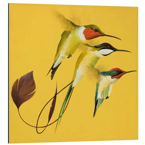 Aluminium print Humming Birds