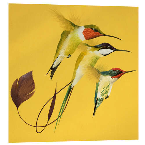 Gallery print Humming Birds