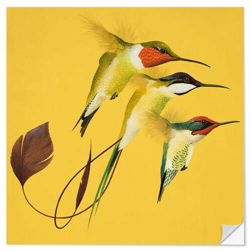 Selvklebende plakat Humming Birds