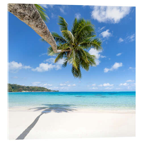 Akrylglastavla Coconut palm on the dream beach in the South Pacific