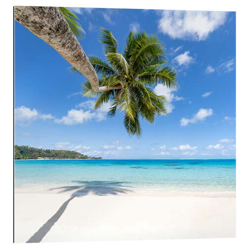 Gallery print Coconut palm on the dream beach in the South Pacific