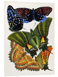 Foam board print Butterflies