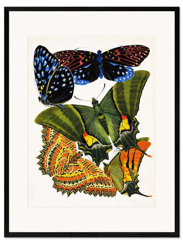 Ingelijste kunstdruk Butterflies