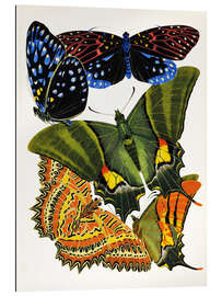 Gallery print Butterflies