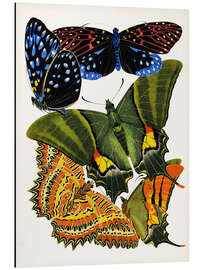 Magnettafel Schmetterlinge