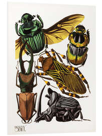 Foam board print Insects, beetles