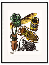 Gerahmter Kunstdruck Insekten, Käfer