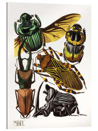 Quadro em plexi-alumínio Insects, beetles