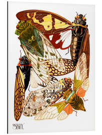 Magnettafel Insekten