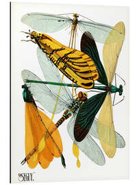 Magnettafel Libellen