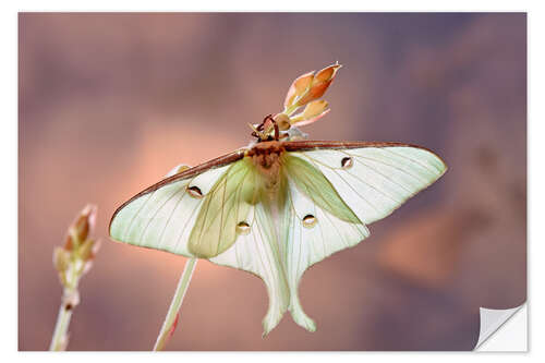 Muursticker Delicate creature