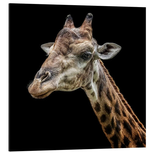 Aluminiumsbilde Giraffe portrait