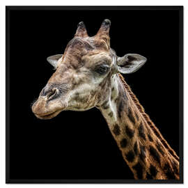 Gerahmter Kunstdruck Giraffenporträt