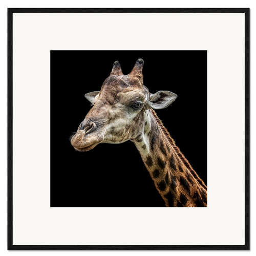 Impresión de arte enmarcada Giraffe portrait