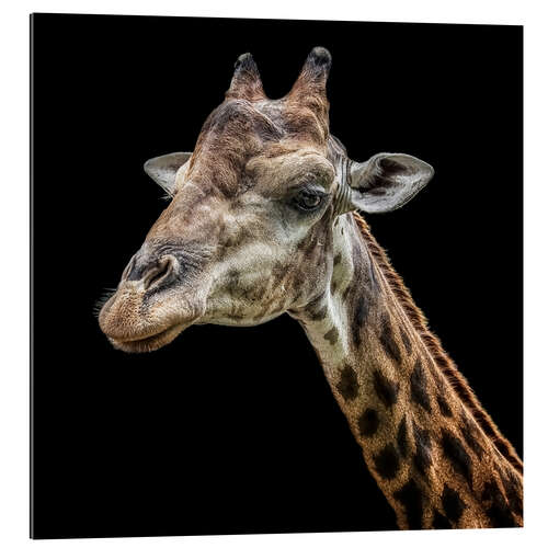 Gallery print Giraffe portrait