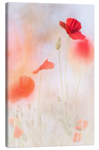 Canvas print A red for everyone