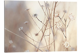 Gallery print Blossoms in the morning light of a foggy day