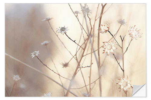 Selvklebende plakat Blossoms in the morning light of a foggy day